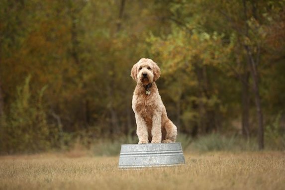 Standard Goldendoodles