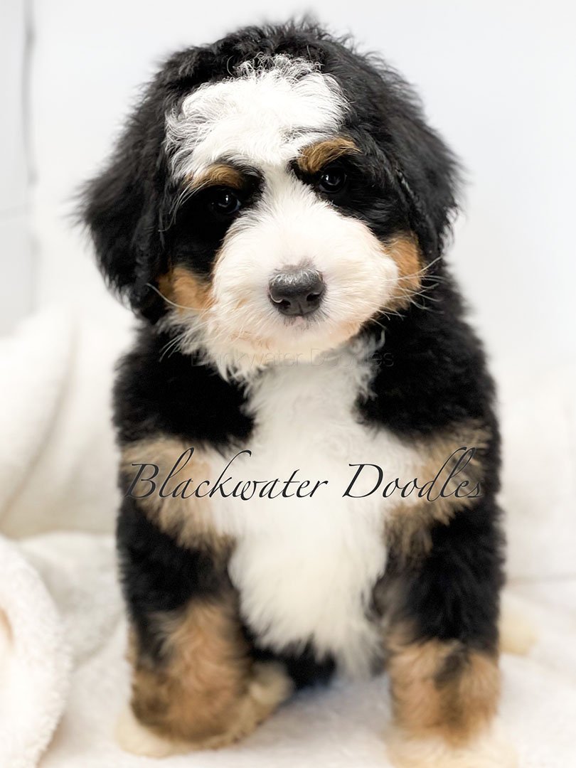 bernedoodle puppies for sale