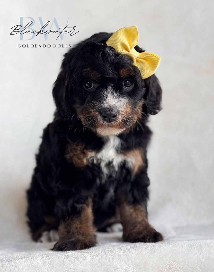golden mountain doodles for sale