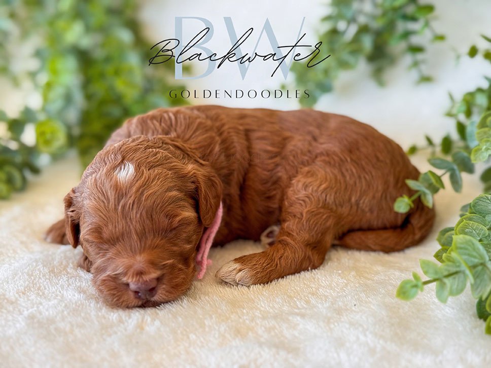 goldendoodle puppies for sale